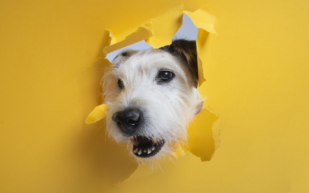 Perro asomando la cabeza a través de un papel amarillo roto durante una sesión fotográfica de mascotas.